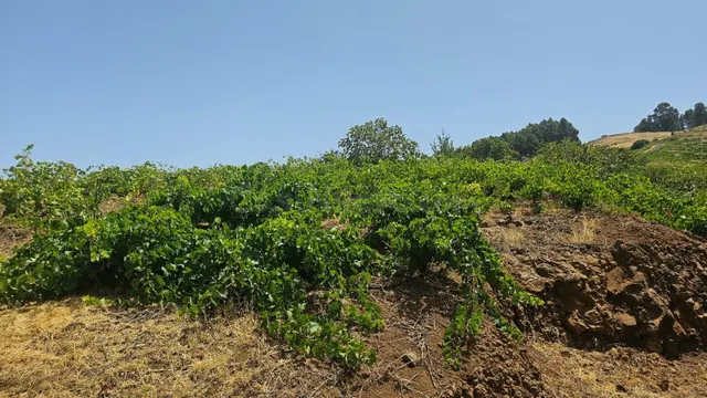 TINERCASA TIENE DISPONIBLE EN PUNTA GORDA, MAGNÍFICA FINCA R - foto 3