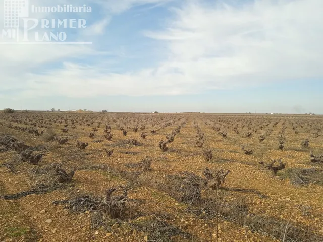 Se venden 7,4 hectareas de viña airen de regadio con pozo de - foto 4