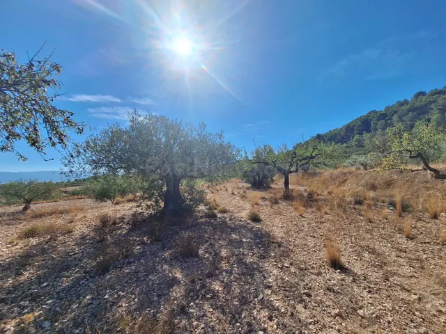 Terreno agrícola con olivos, almendros y vistas al Castillo de Castalla — 17.000 € — 2