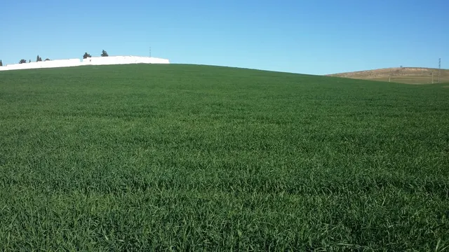FINCA RÚSTICA ENTRE BELMEZ Y PEÑARROYA-PUEBLONUEVO — 8