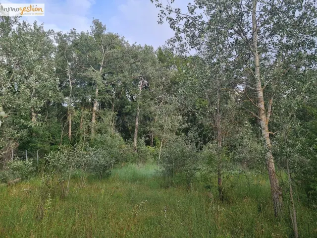 SE VENDE TERRENOS RUSTICOS EN TUDELA DE DUERO - foto 4