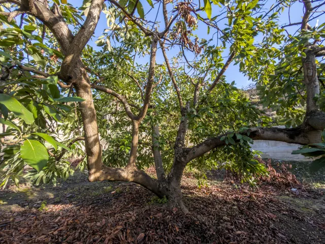 Finca rústica de AGUACATES con CONTRUCCIÓN de 37 m2 en Los Guájares (Faragüit) — 26