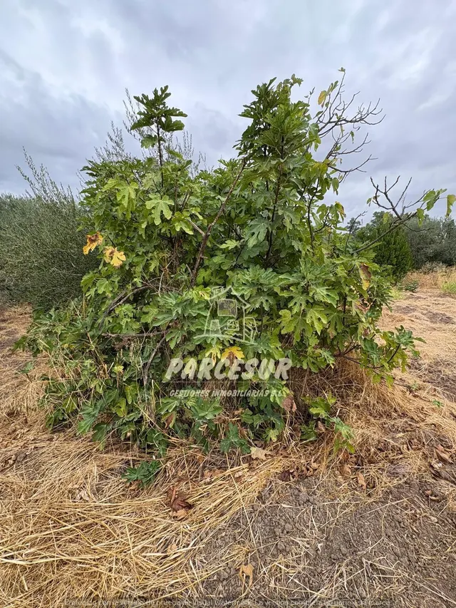 Encantadora Casa de Campo en Crta. Aeropuerto, Córdoba por solo €80,000 — 29
