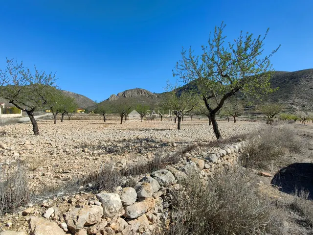 SE VENDE PARCELA CON PRODUCCION DE ALMENDROS AL LADO DEL PUE - foto 4