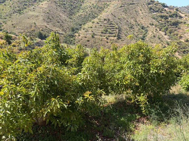 Finca de subtropicales en Pago de Panata