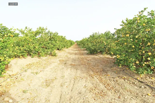 FINCA RÚSTICA EN CAMPANILLAS — 23