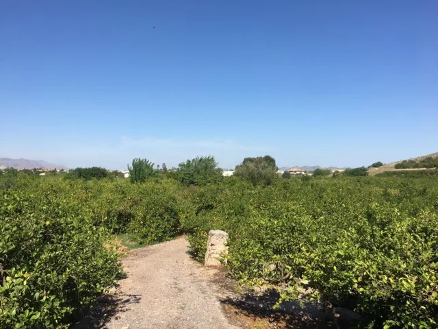 SE VENDE TERRENO PLANTADO DE LIMONEROS - foto 3