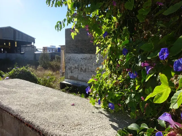 PARCELA URBANA CON CASETA, EN ZONA MADRIGAL - foto 4