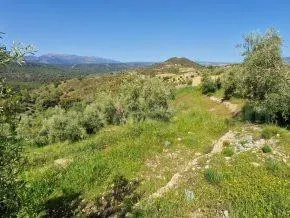 ¡Oportunidad en Jayena! Finca de Olivar con Casita y Luz Sol - foto 4