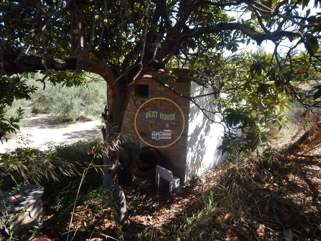 OPORTUNIDAD PARCELA DE REGADÍO CON ÁRBOLES FRUTALES EN PLENA PRODUCCION EN ONTINYENT — 12