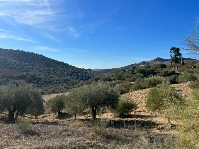 Terreno rústico con almendros y olivos en Almogía – 1,1 Hect - foto 3