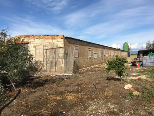 GRANJA AVICOLA,CASA Y ARROZAL EN VENTA!!! - foto 5