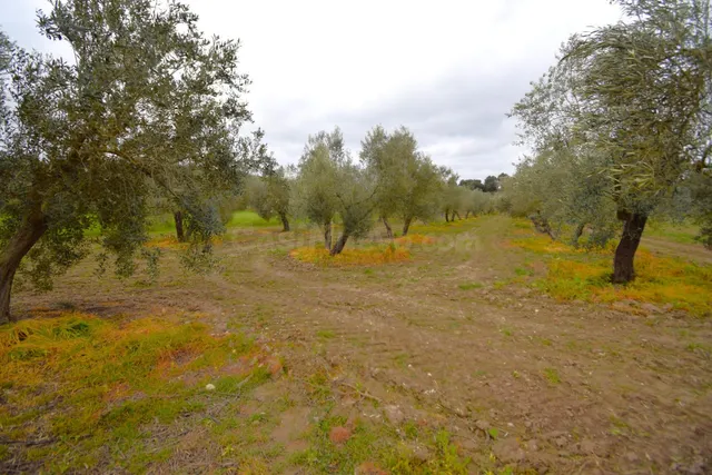 Finca rústica con olivos en Llubi - foto 2