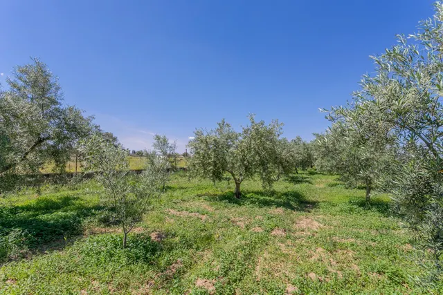 "¡Vive la vida en el campo! Terreno con casa de aperos y cultivos de olivos y frutales en ve — 16
