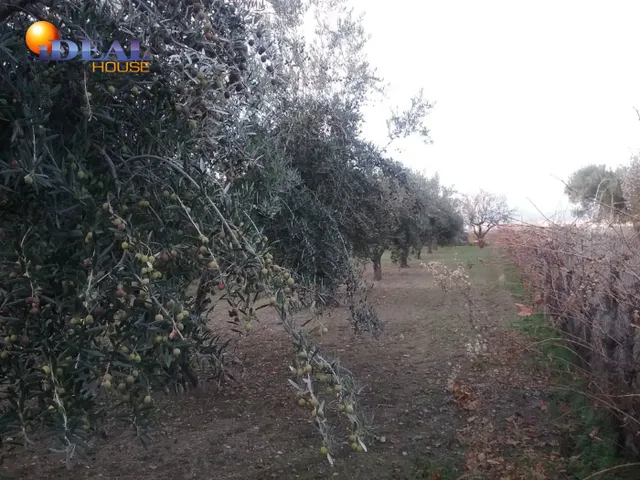 OLIVAR EN LA ZUBIA DE 3.597 M2 — 16