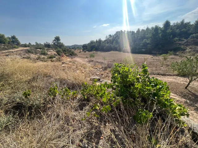 Finca con pozo productivo y maset en Valjunquera — 11