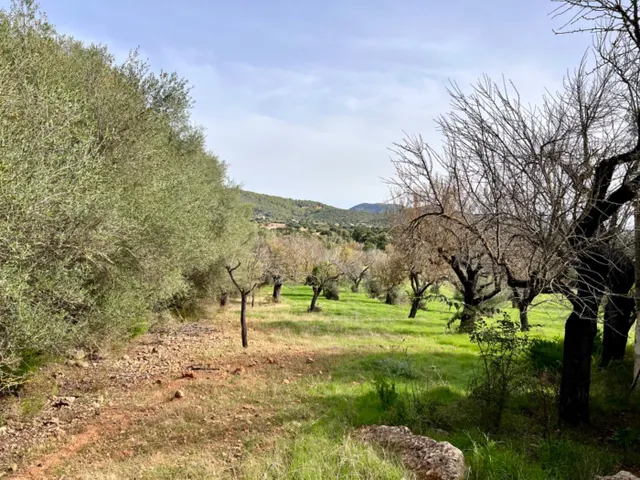Finca rústica Campanet — 7