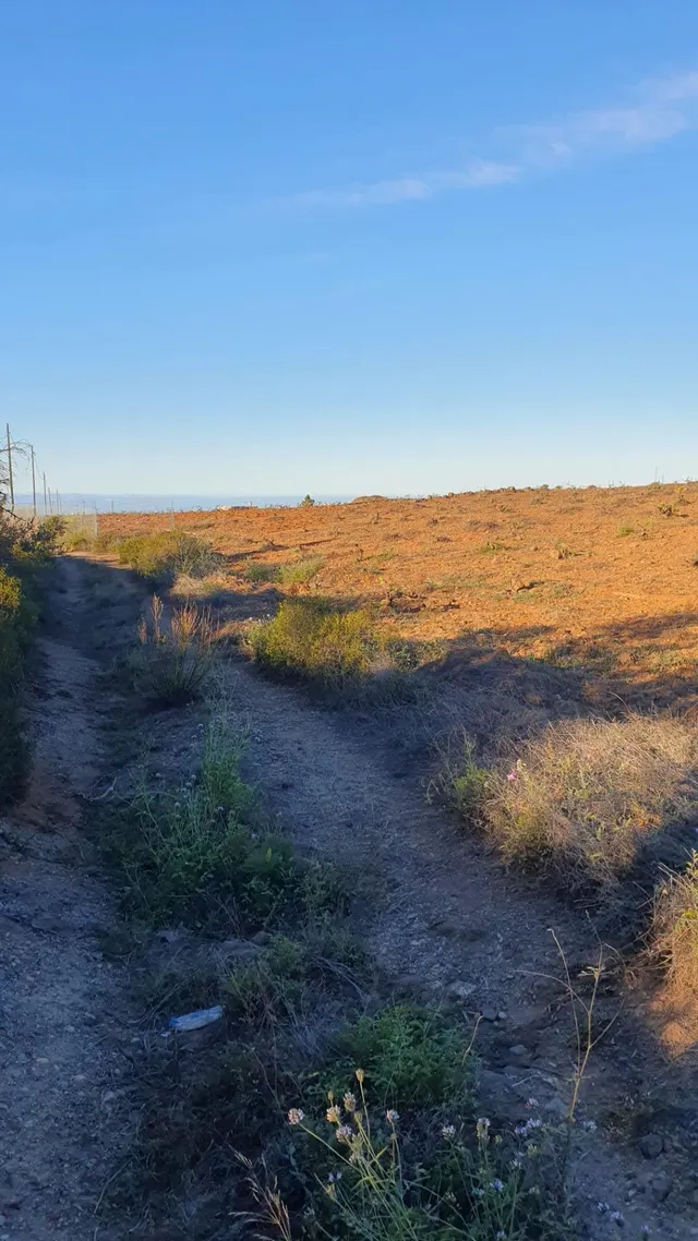SE VENDE VIÑEDO EN VILAFLOR — 20