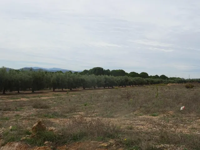 Finca rústica en producción!! Con posibilidad de construir!! — 13