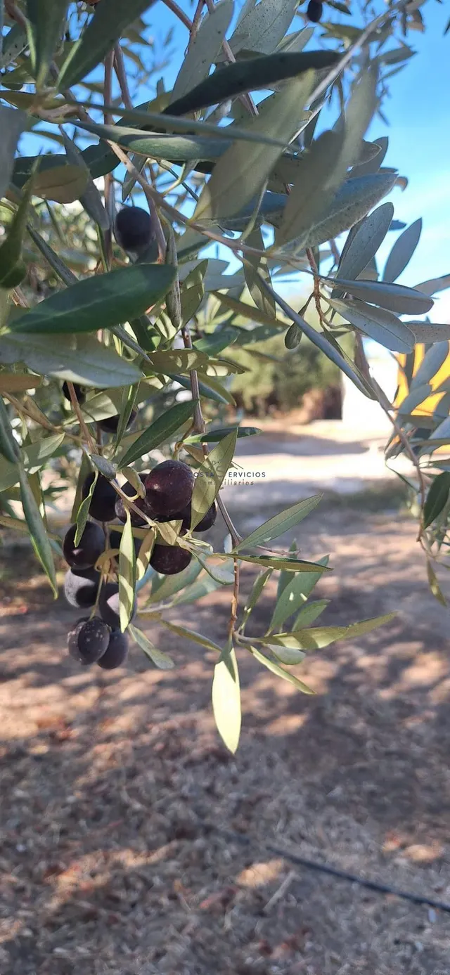 Finca Rustica En Gibraleon — 23