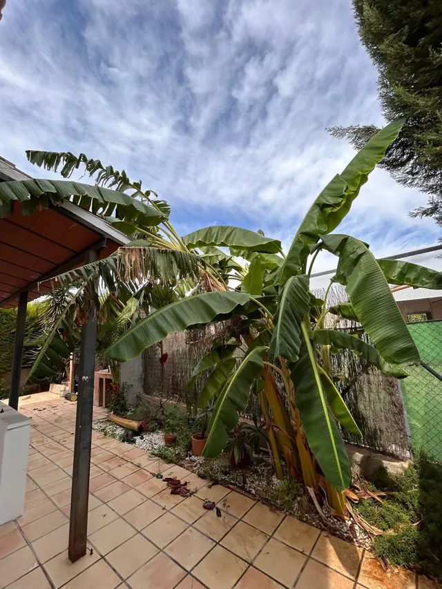 Venta Magnífico chalet en la Avenida de La Ñora — 36