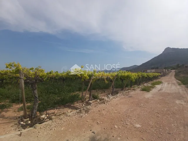 SE VENDE FINCA RUSTICA EN ASPE ZONA ALCANA CERCA DEL PEÑON - foto 4