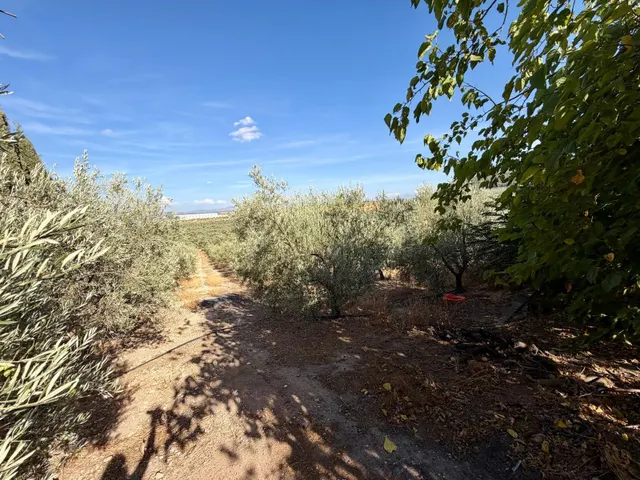 Finca en Mollina con casa, piscina, pista de tenis y 7.000 m2 de olivar. — 46