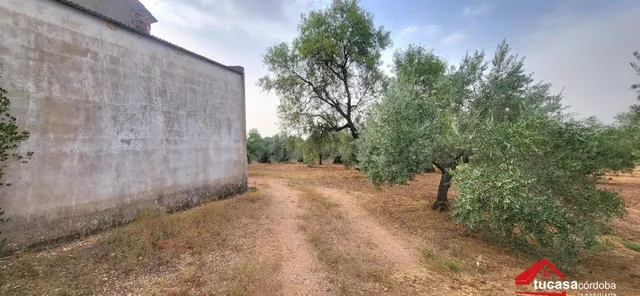 FINCA OLIVAR EN MONTORO: PRODUCCIÓN, RENTABILIDAD Y GRANDES  - foto 2