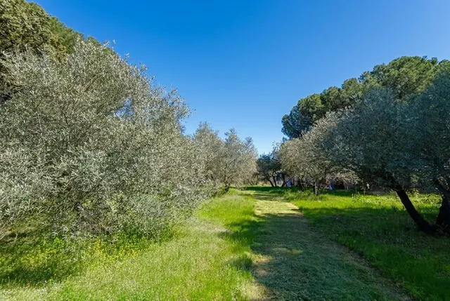 En venta maravillosa finca Rustica de Olivos — 46