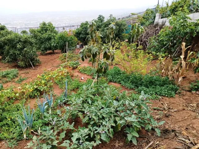 Terreno rural en La Corujera, Santa Úrsula — 17