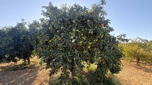FINCA DE VIÑEDOS Y ÁRBOLES FRUTALES EN LA PALMA DEL CONDADO HUELVA — 2