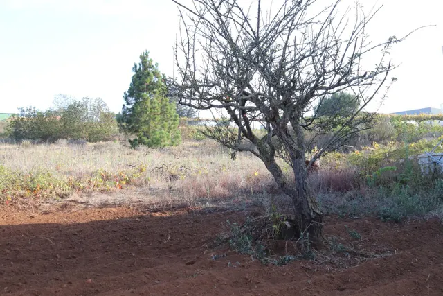SOLAR URBANO CON FINCA RUSTICA — 8