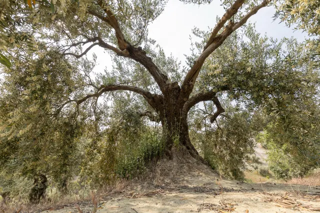 Olivar en venta - JAYENA — 13