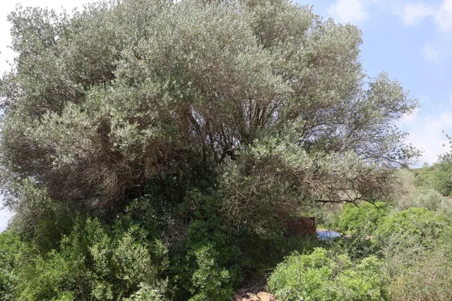 MASIA RUSTICA EN DOS HECTAREAS DE TERRENO ZONA POU DE BECA — 22