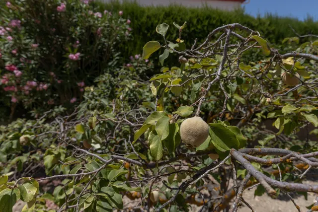 Terreno urbano en la aldea de los Bermejales, termino de Arenas del Rey — 19