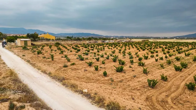 Terreno en Pinoso - foto 3