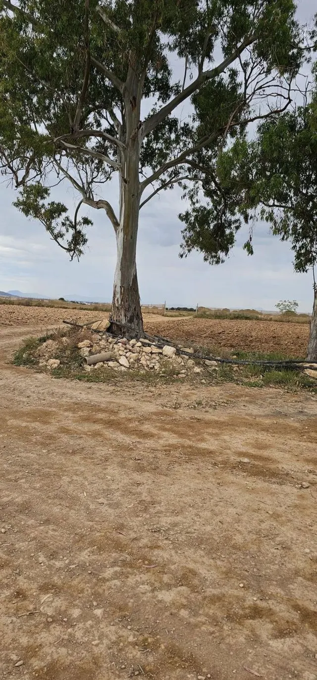 Terreno rural 248m² en venta - Sucina - foto 2