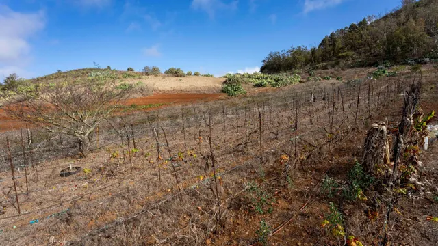 Terreno urbano en Tacoronte. — 29