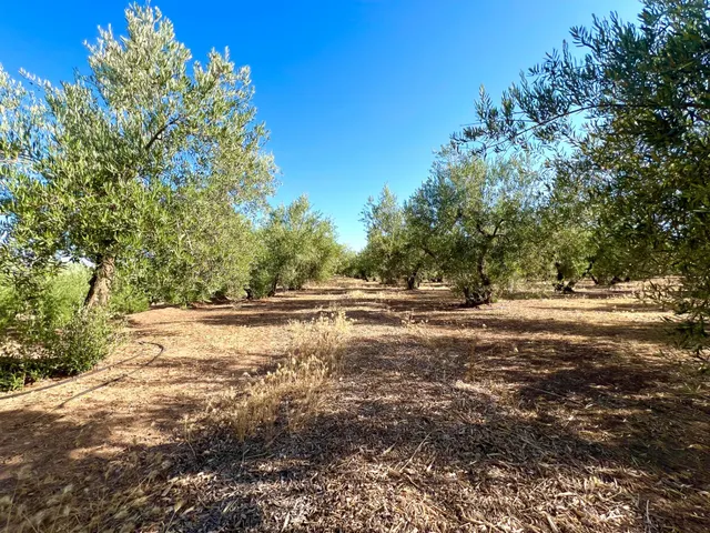 ALBOLOTE - PANTANO CUBILLAS — 8