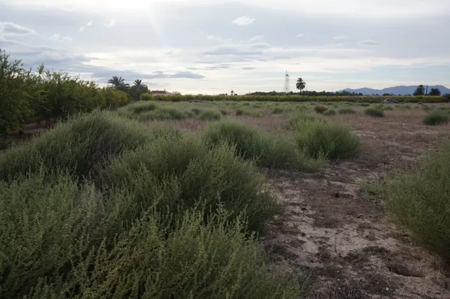 AMPLIA PARCELA DE 13000 M2 ZONA DE LA HOYA — 13