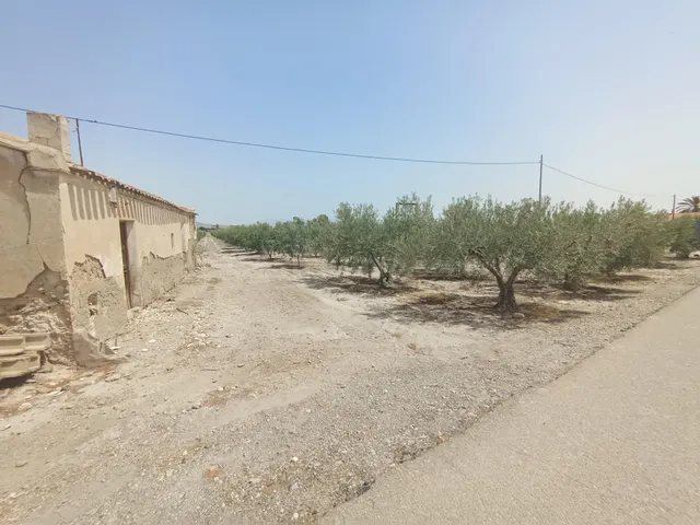 Casa de campo para reformar con 500 olivos en plena producci