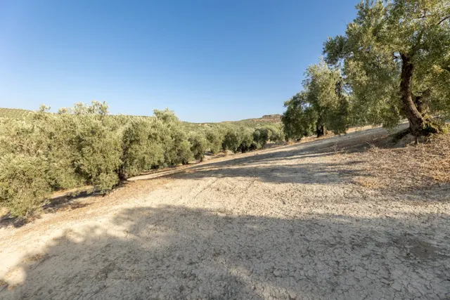 Terreno rural en venta - Alfacar — 29