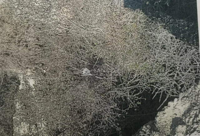 VENTA DE TERRENO EN MONOVAR, ZONA COLLADO VICTORIANO — 19