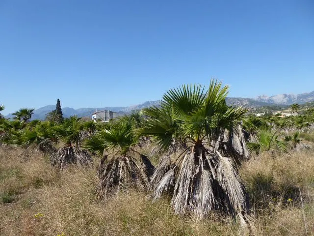 Finca rústica en venta - Xerta - foto 5