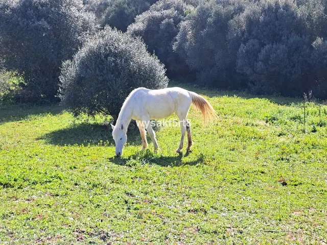 Parcela en venta - San Roque Pueblo - foto 3