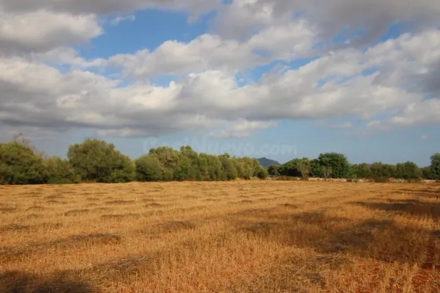 Atractiva parcela entre Felanitx y Porreres - foto 4