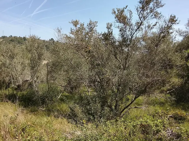 Finca Rústica en Venta en Tortosa - Oportunidad Única por 40 - foto 4