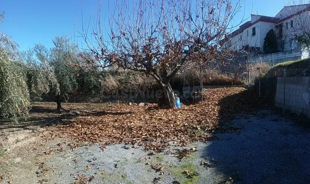 OLIVAR EN LA ZUBIA DE 3.597 M2 — 3
