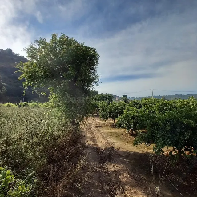 Finca rústica de 1.176 m2 con agua de riego a solo dos minut - foto 3