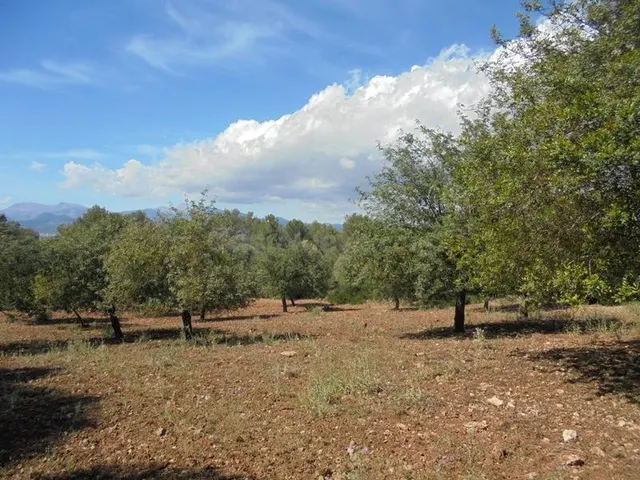 Finca rústica en Sencelles - foto 3